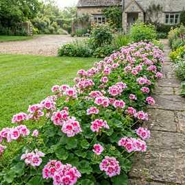 Accelopack Geranium Toscana Linus Bedding Plant- Set of 6