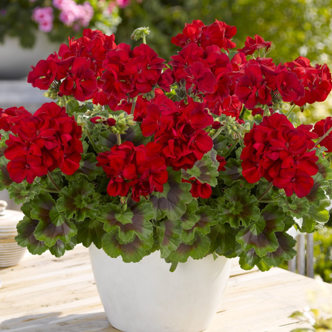 Accelopack Geranium Toscana Mylena Bedding Plant - Set of 6