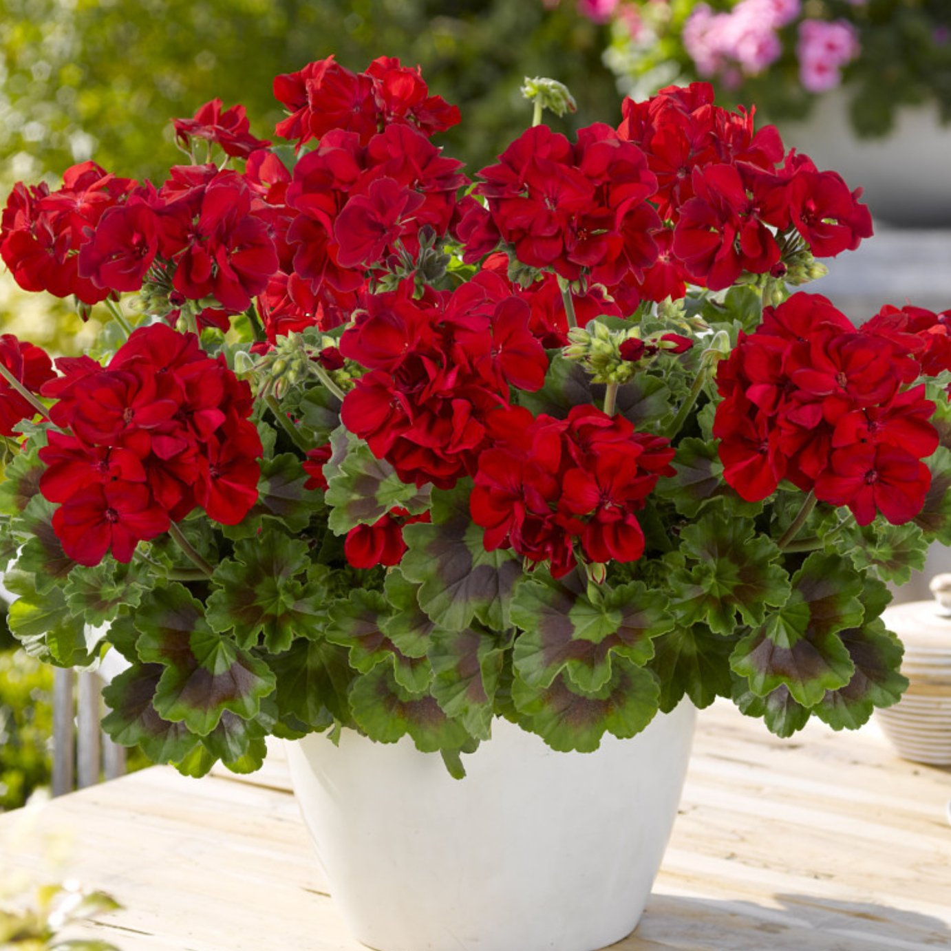 Accelopack Geranium Toscana Mylena Bedding Plant - Set of 3