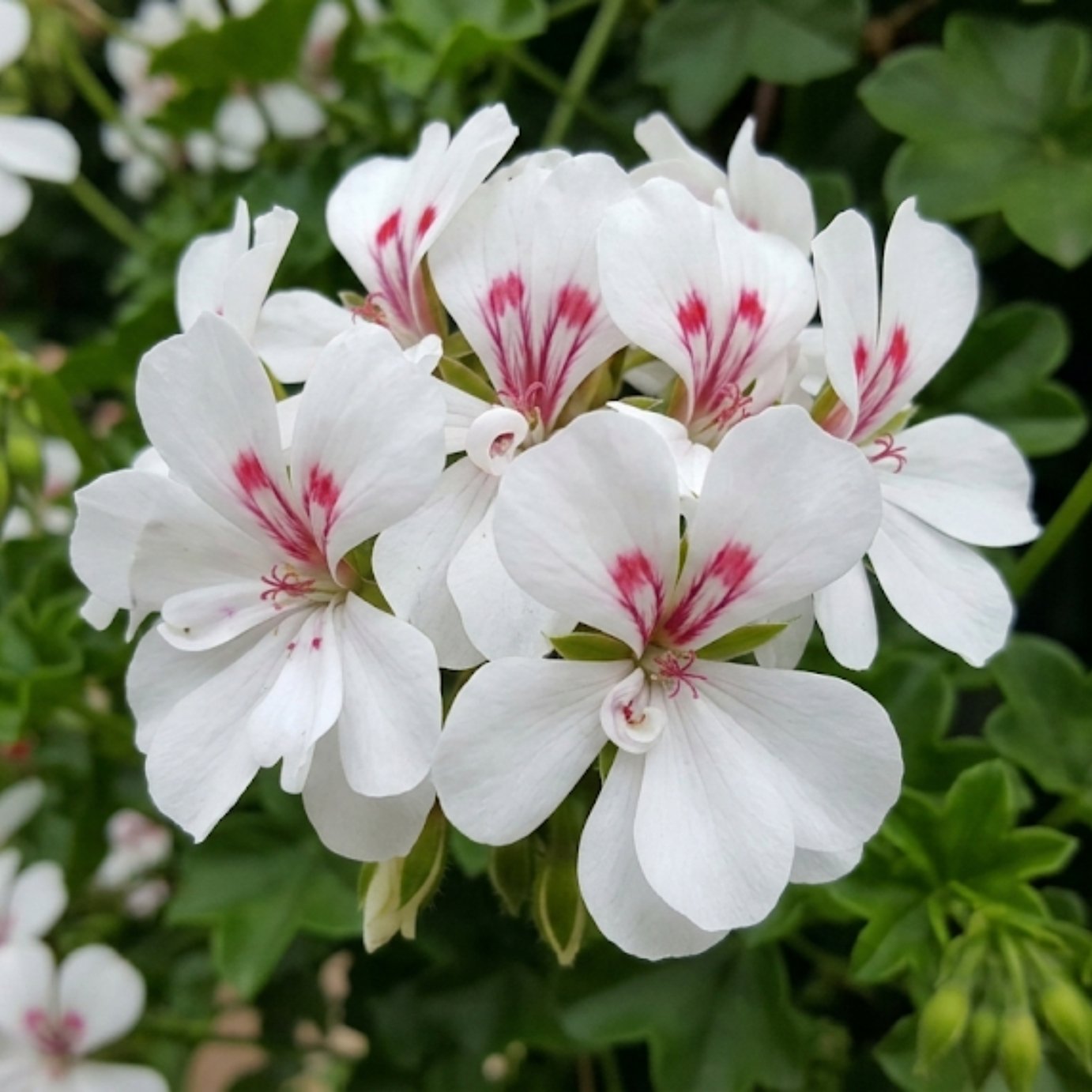 Accelopack Geranium Trailing Blanche Roche Plant - Set of 3