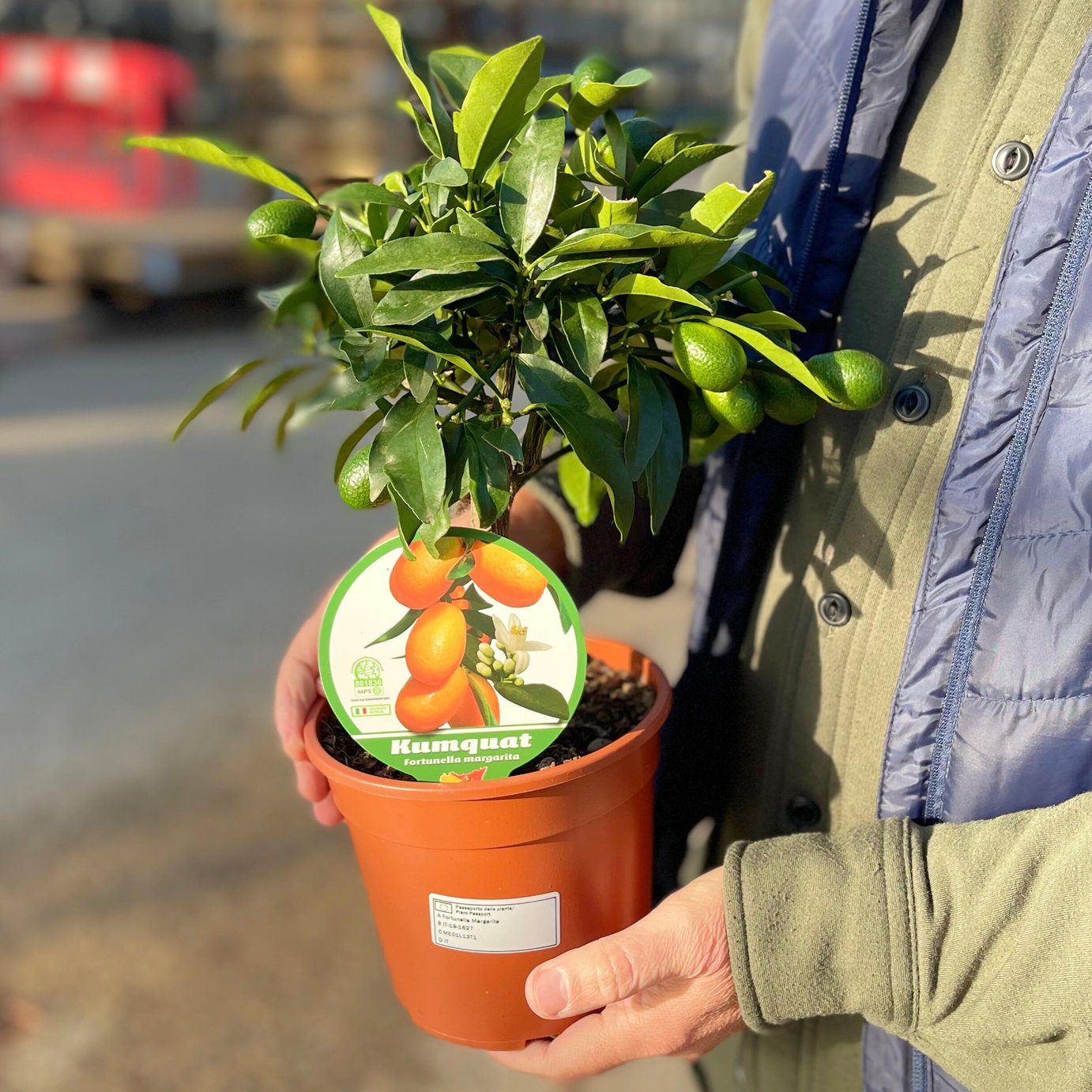 Accelopack Mini Kumquat 80cm White Citrus Plant