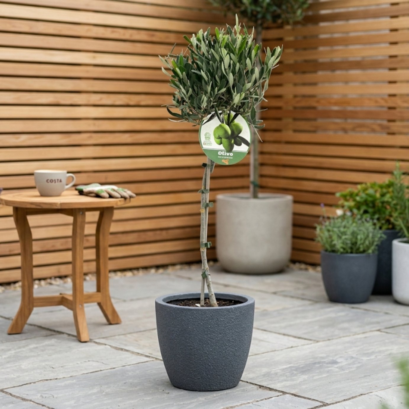 Accelopack 3L White Olive Tree 
