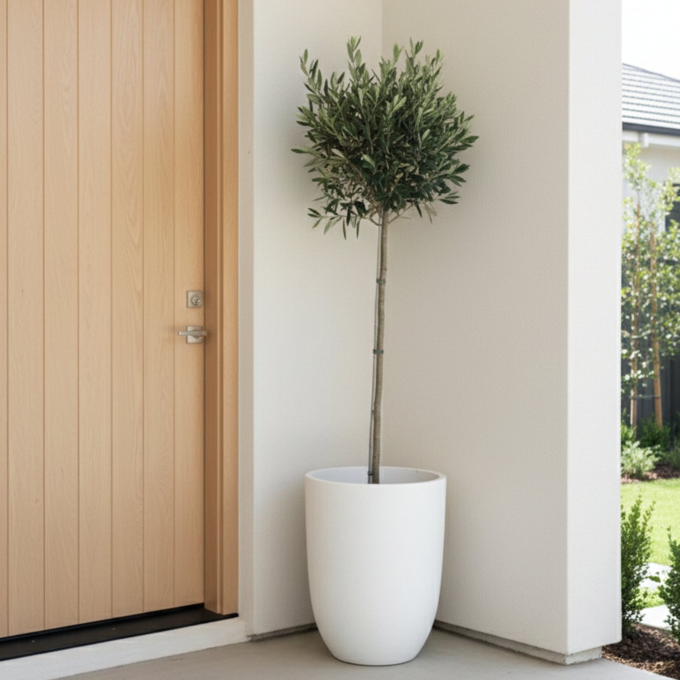 Doorstep Plants Olive 5L White Plant