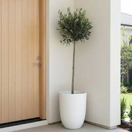 Doorstep Plants Olive 5L White Plant