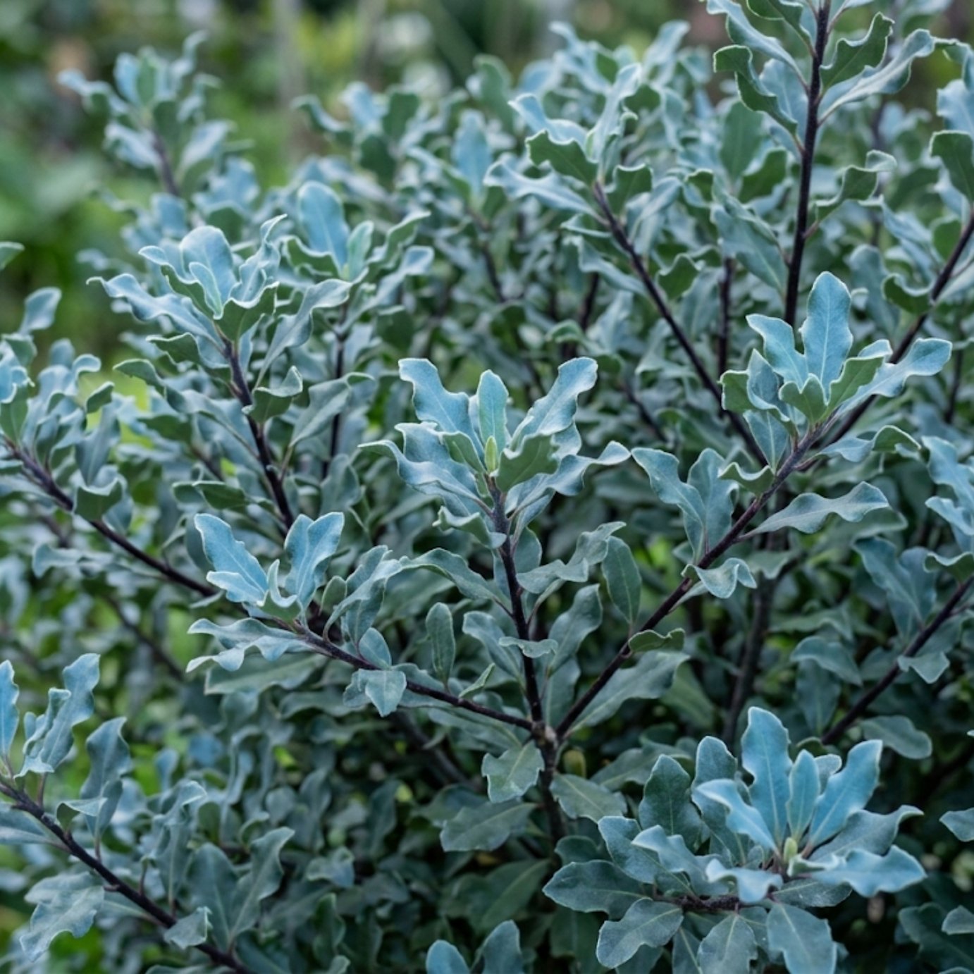 Accelopack Pittosporum 250cm Blue Evergreen Shrub Plant