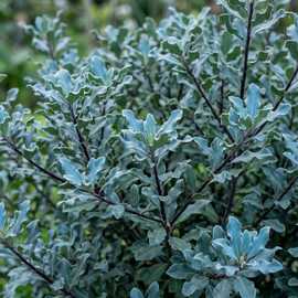 Accelopack Pittosporum 250cm Blue Evergreen Shrub Plant