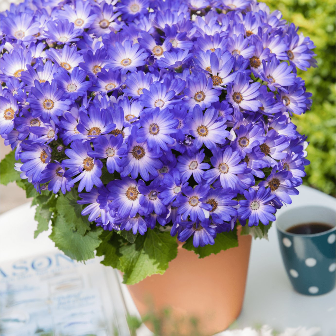 Accelopack Senetti 40cm Magic Blue Bedding Plant