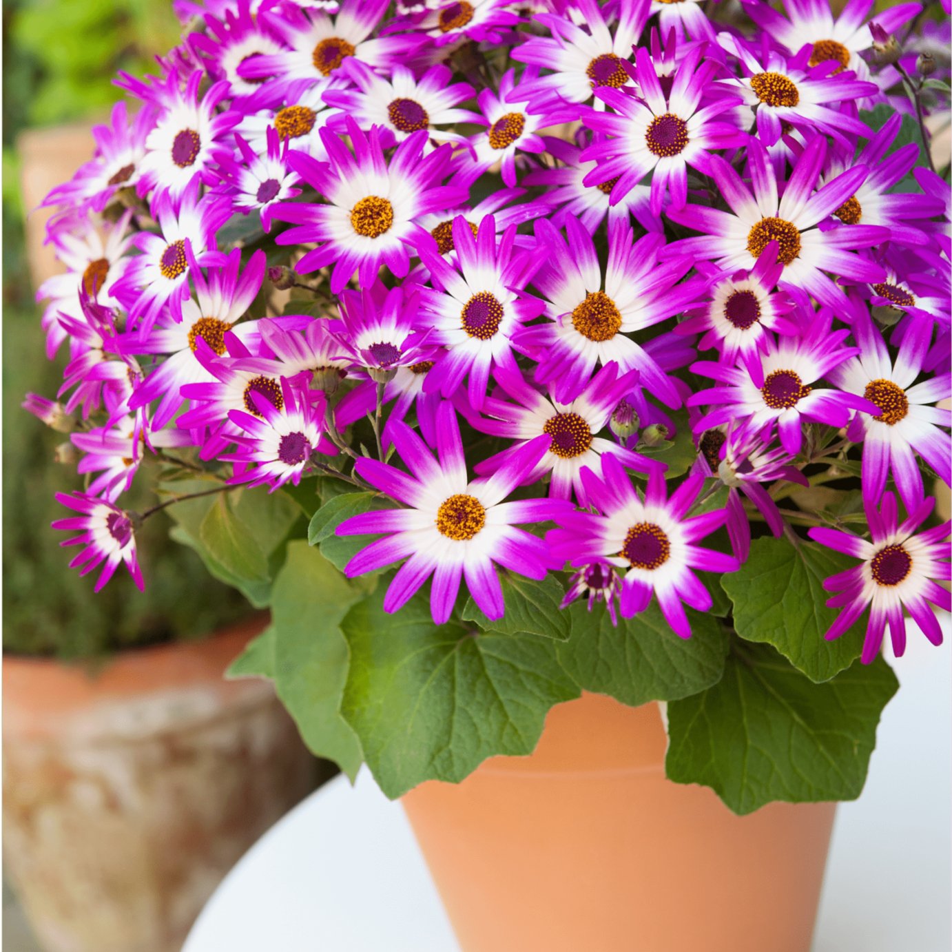 Accelopack Senetti 40cm Pink Bicolour Bedding Plant