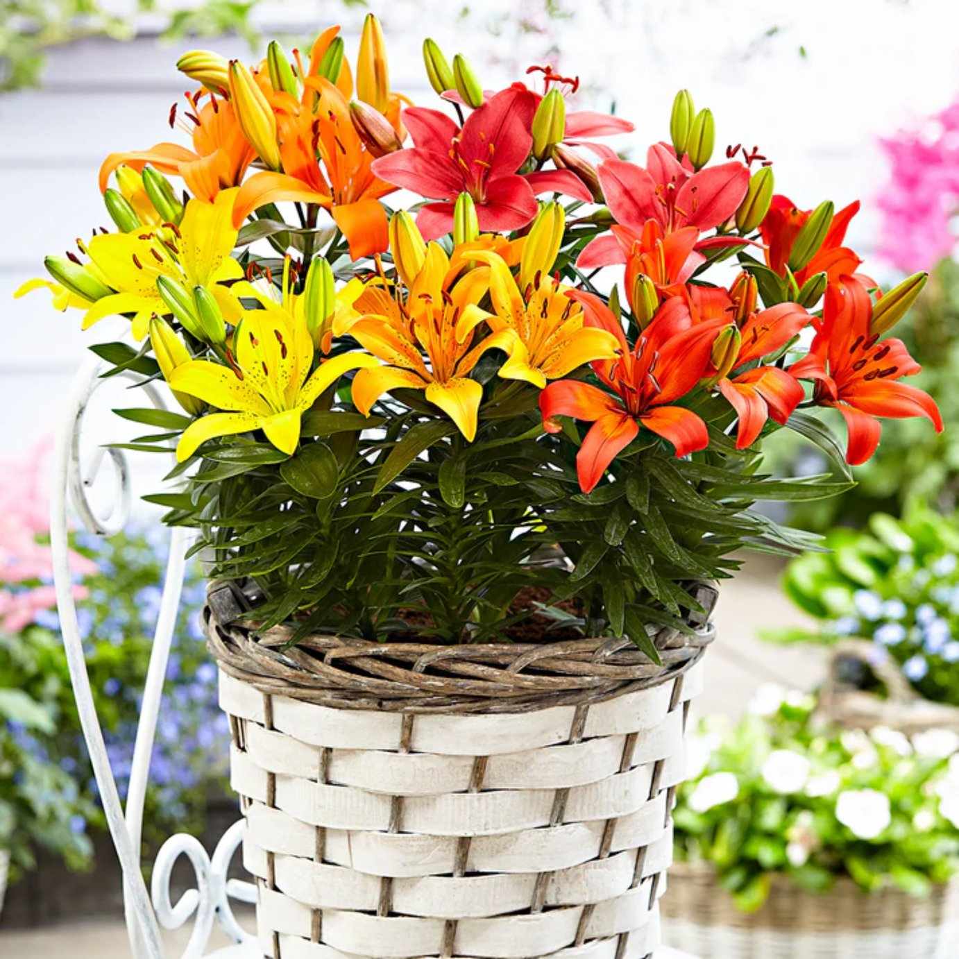 Accelopack Lily Mix Multicolour Plant - Pack of 6