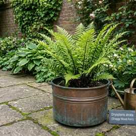 Accelopack Wood Fern Green Perennial Plant - Pack of 3
