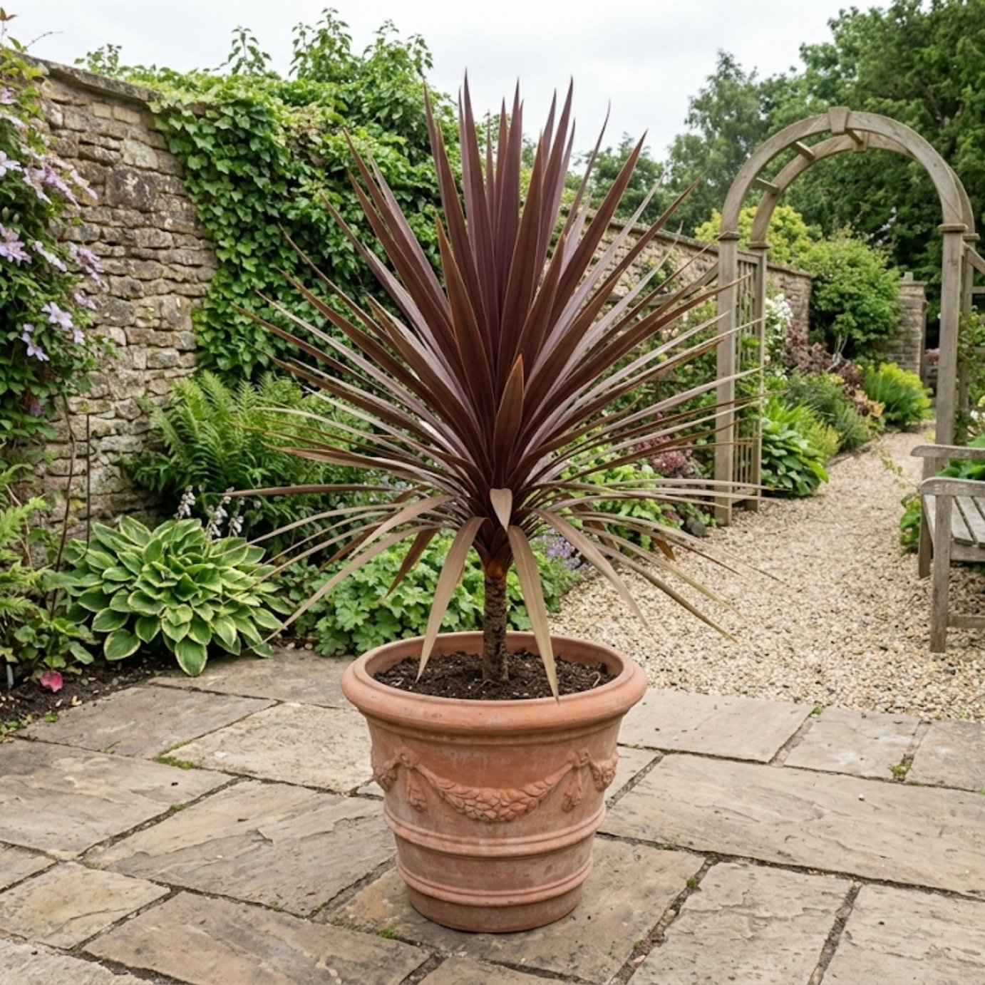 Accelopack Red Star 300cm Red Cordyline Plant