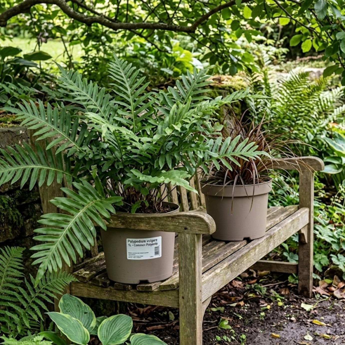Accelopack Polypody Green Fern Plant - Pack of 3