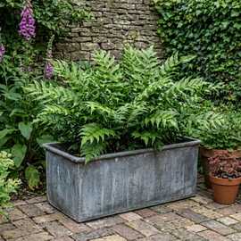 Accelopack Holly Fern Green Plant - Pack of 3