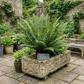 Accelopack Male Fern Green Plant - Pack of 3