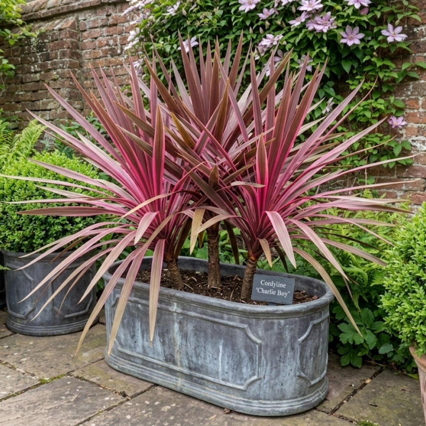 Accelopack Charlie Boy Pink Cordyline Plant - Pack of 3