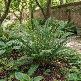 Accelopack Brauns Holly Fern Perennial Plant - Pack of 3