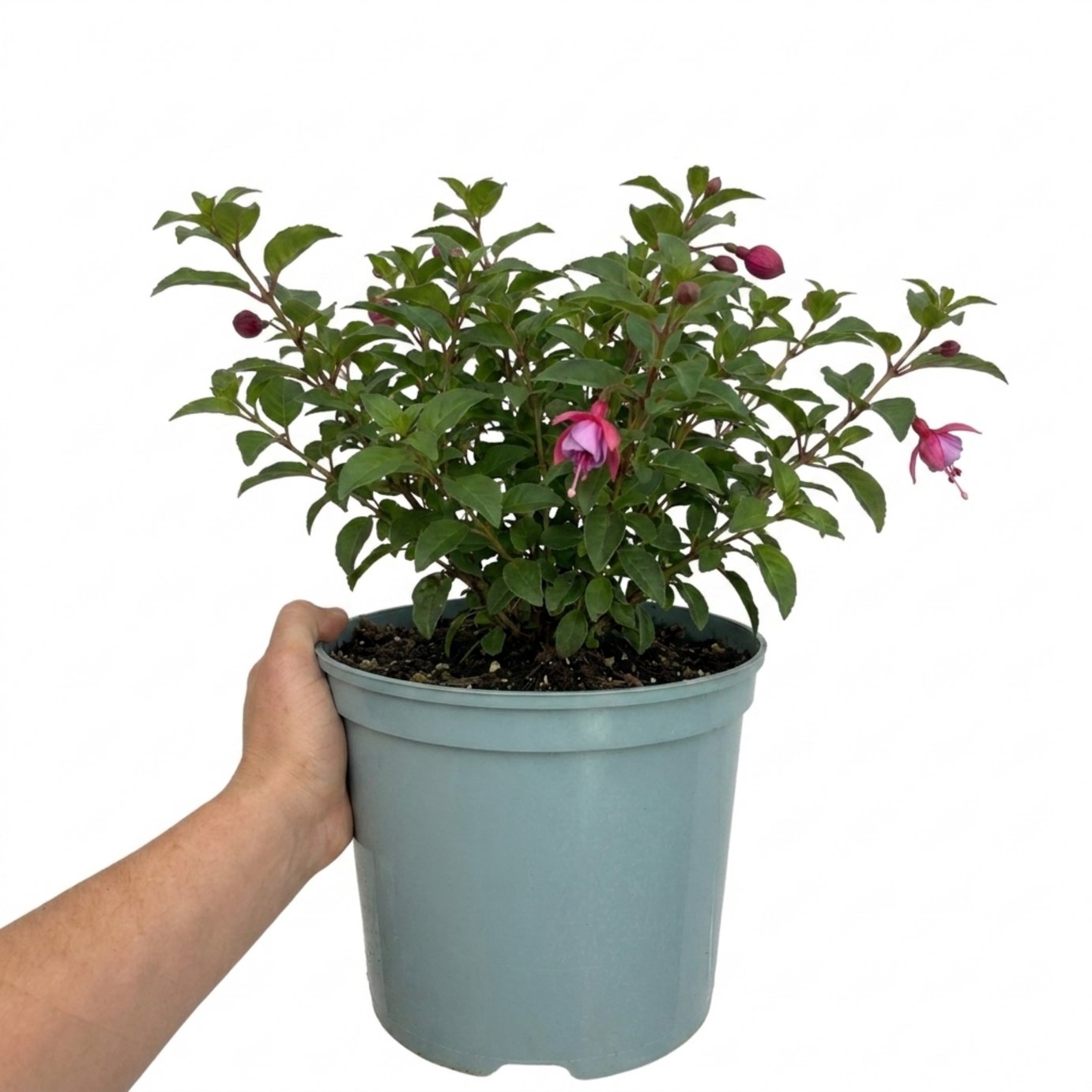 Accelopack Patio Princess 60cm Multicolour Fuchsia Plant