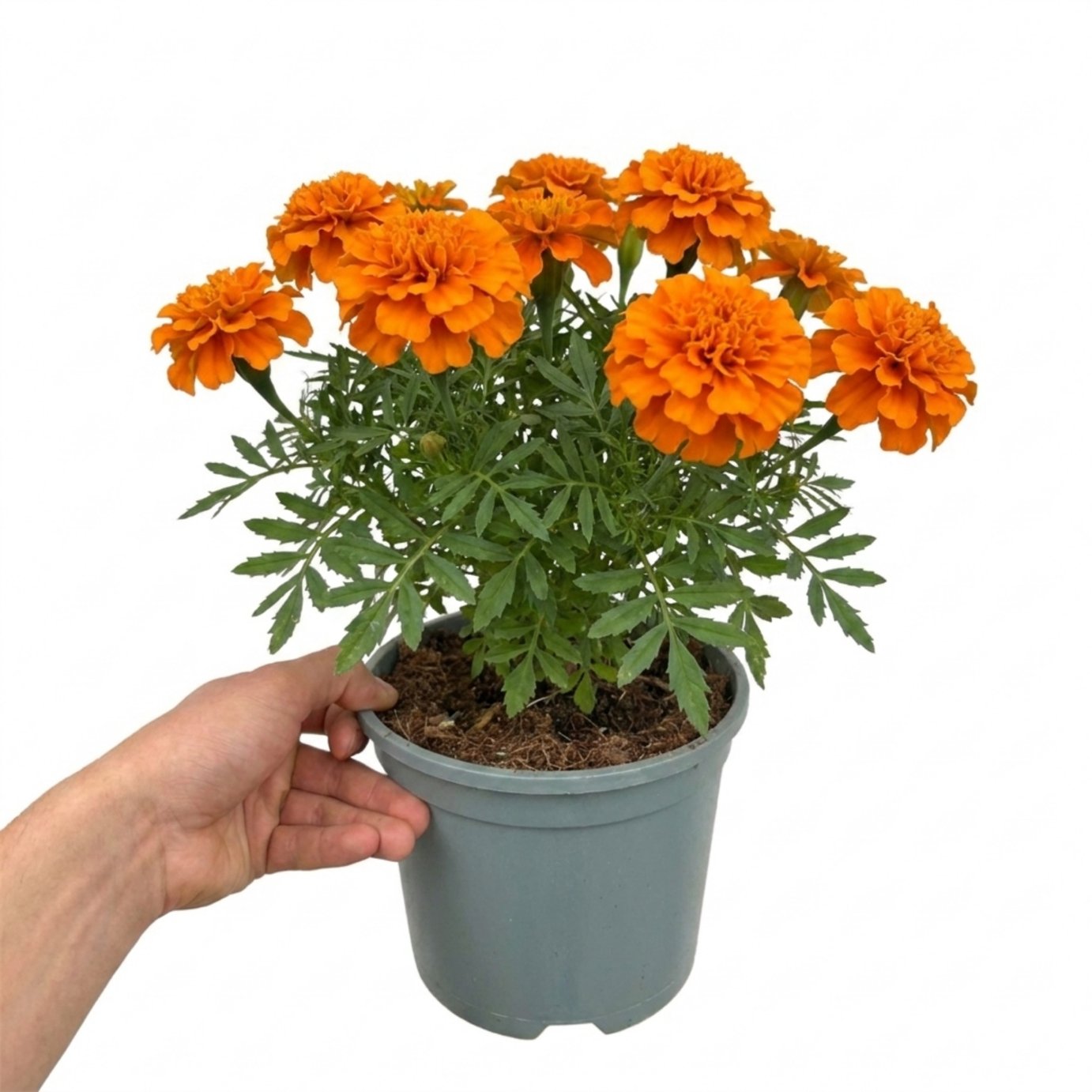 Accelopack Durango Tangerine 40cm Orange Marigold Plant