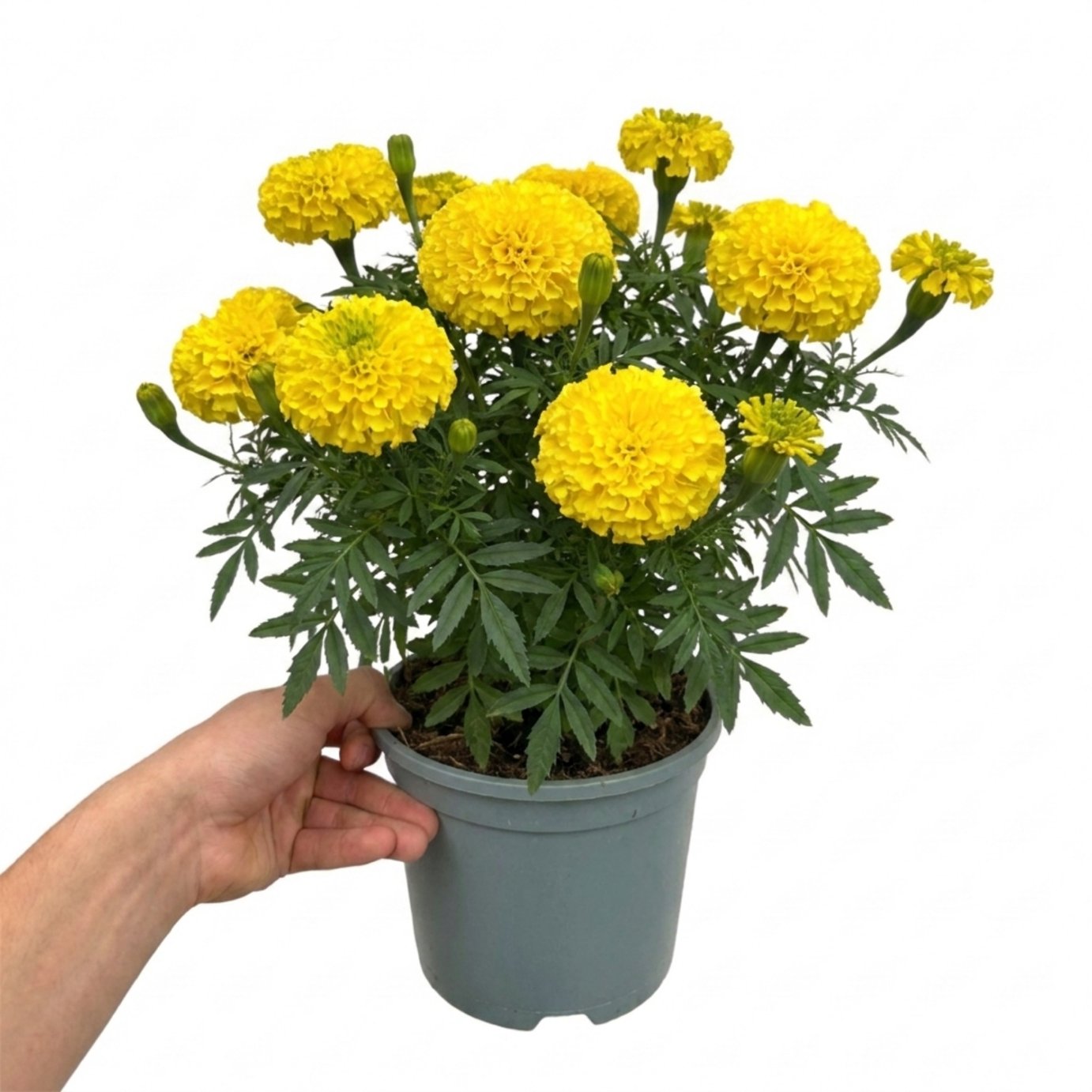 Accelopack Taishan 40cm Yellow African Marigold Plant