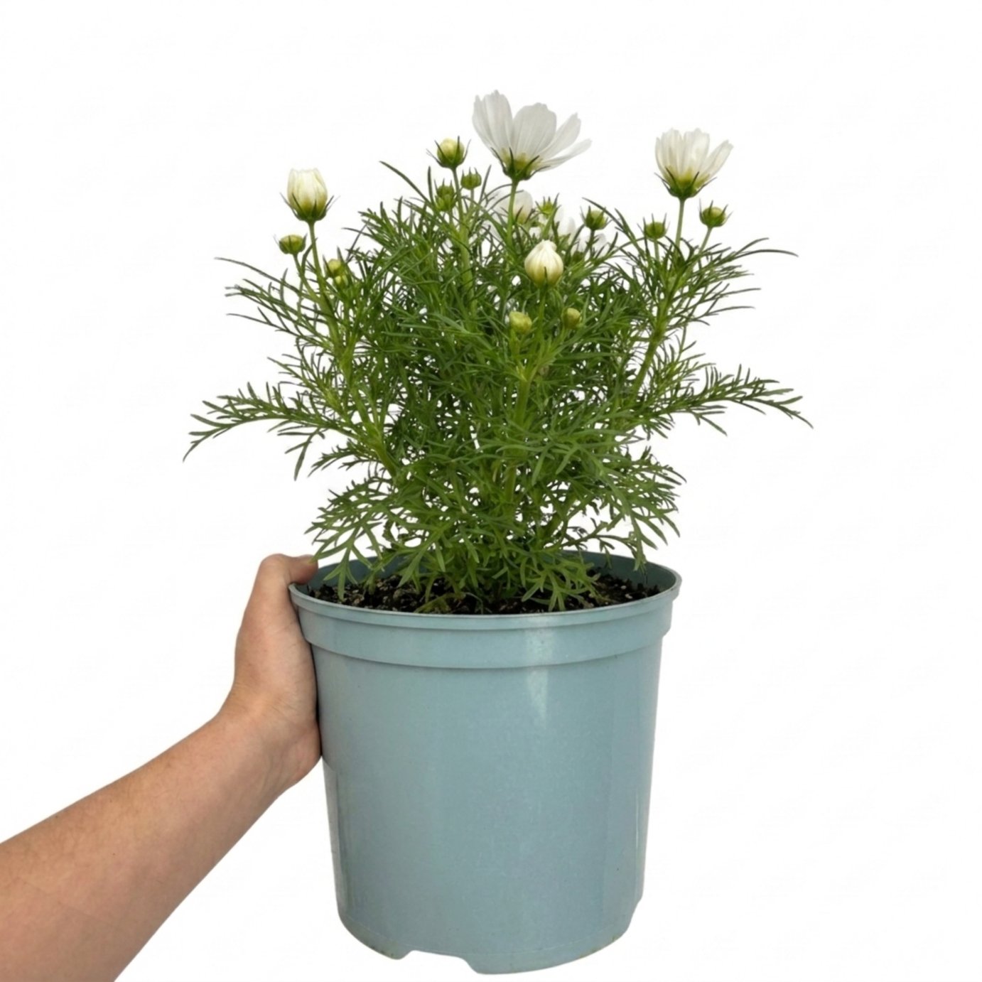Accelopack Apollo 60cm White Cosmos Plant
