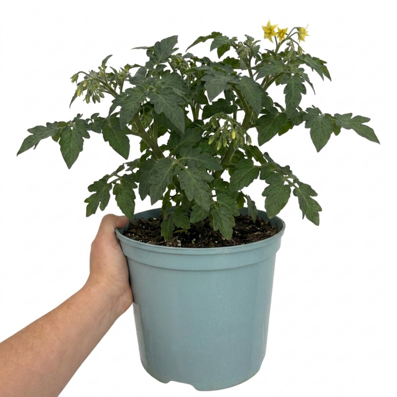 Accelopack Veranda 60cm Red Tomato Plant