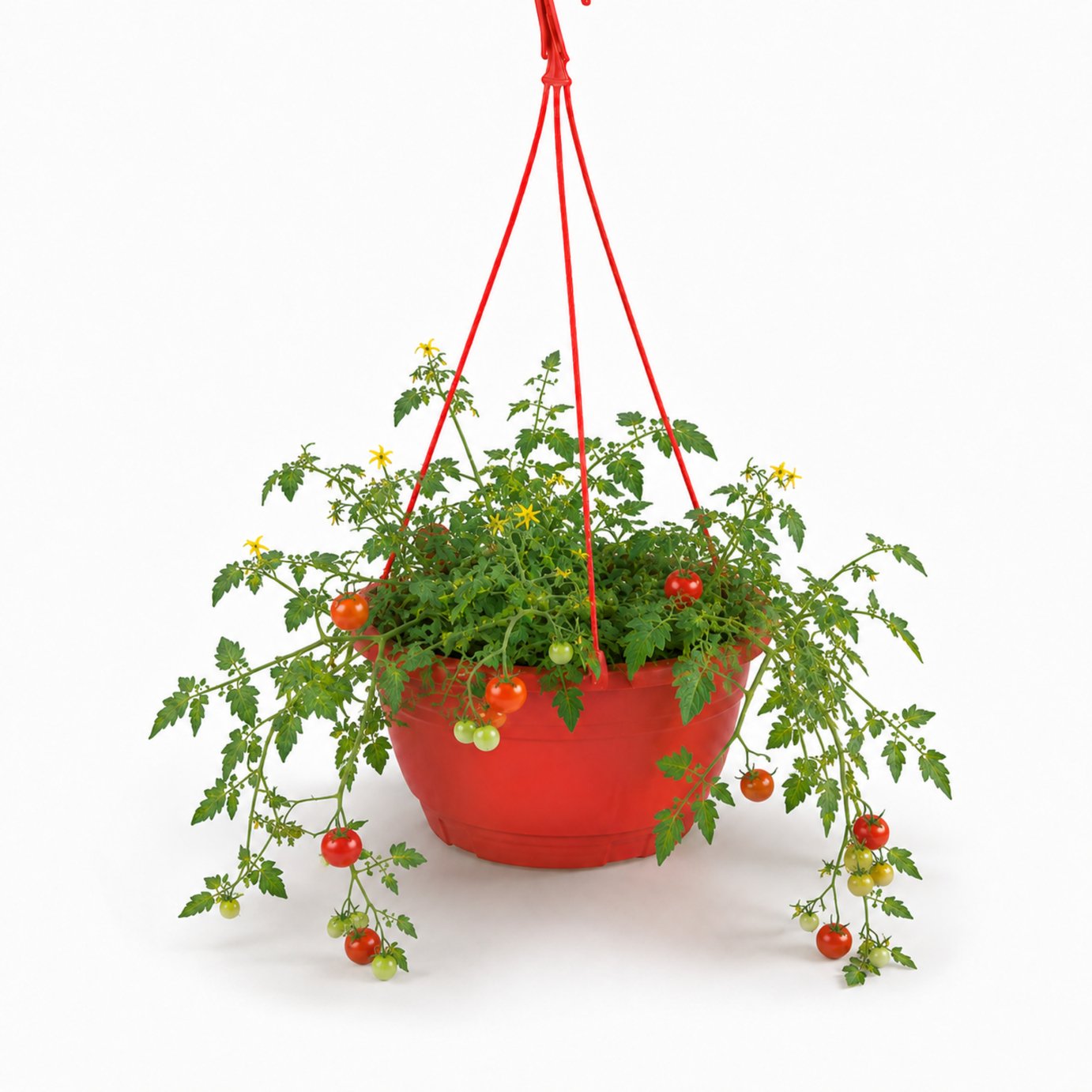 Accelopack Tumbling Tom 60cm Red Tomato Plant