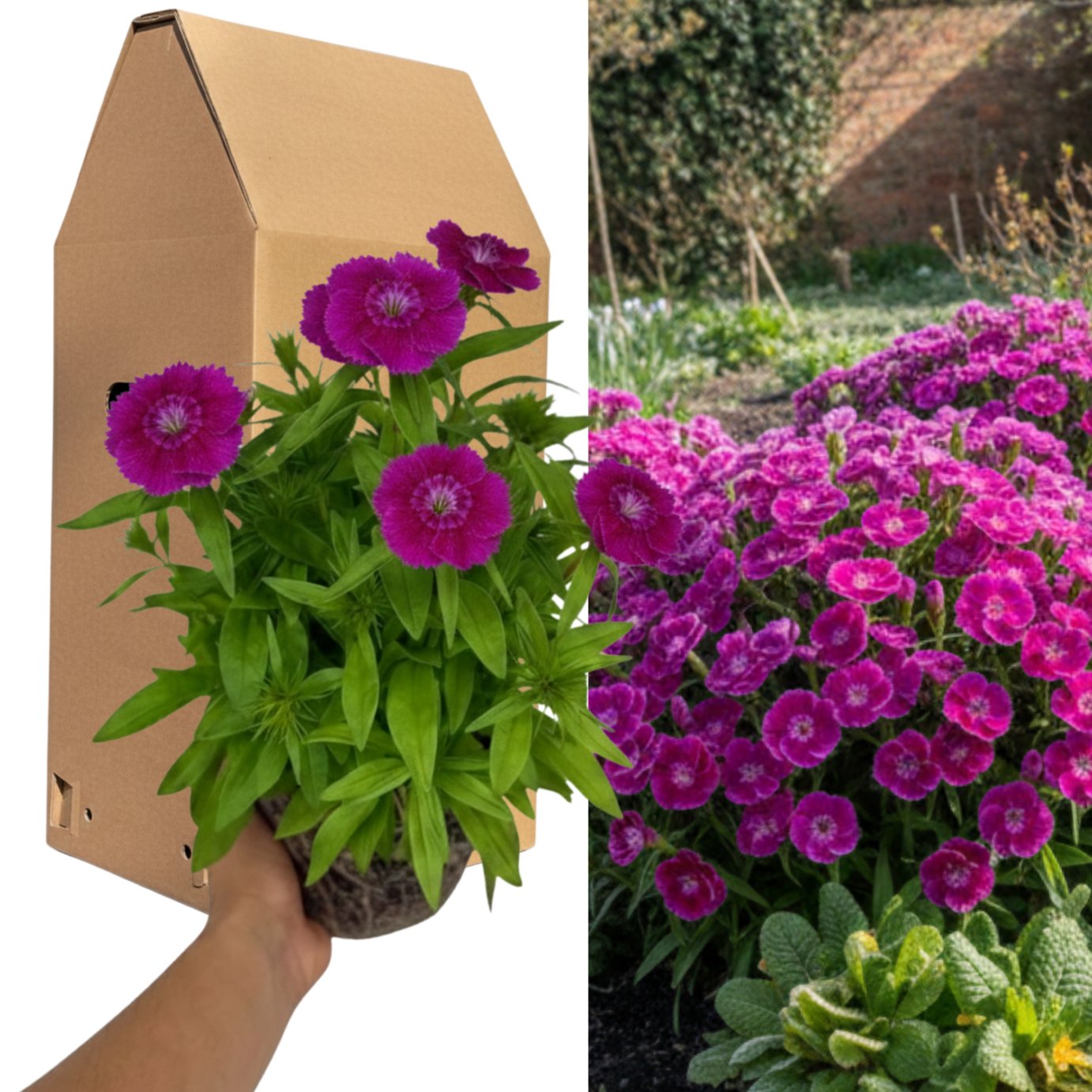 Accelopack Dart 40cm Purple Dianthus Plant