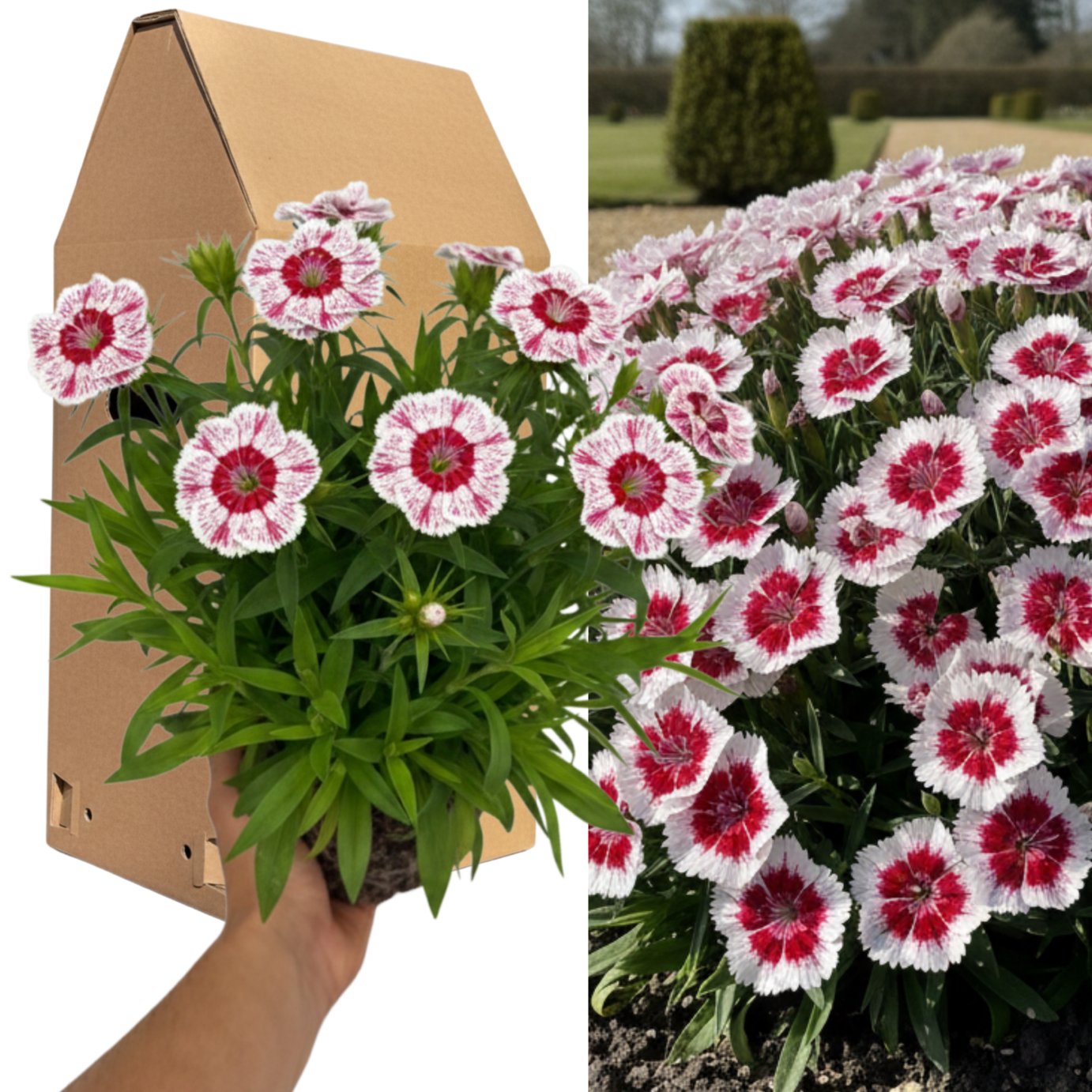 Accelopack Dart 40cm Red and White Dianthus Plant