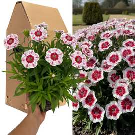Accelopack Dart 40cm Red and White Dianthus Plant