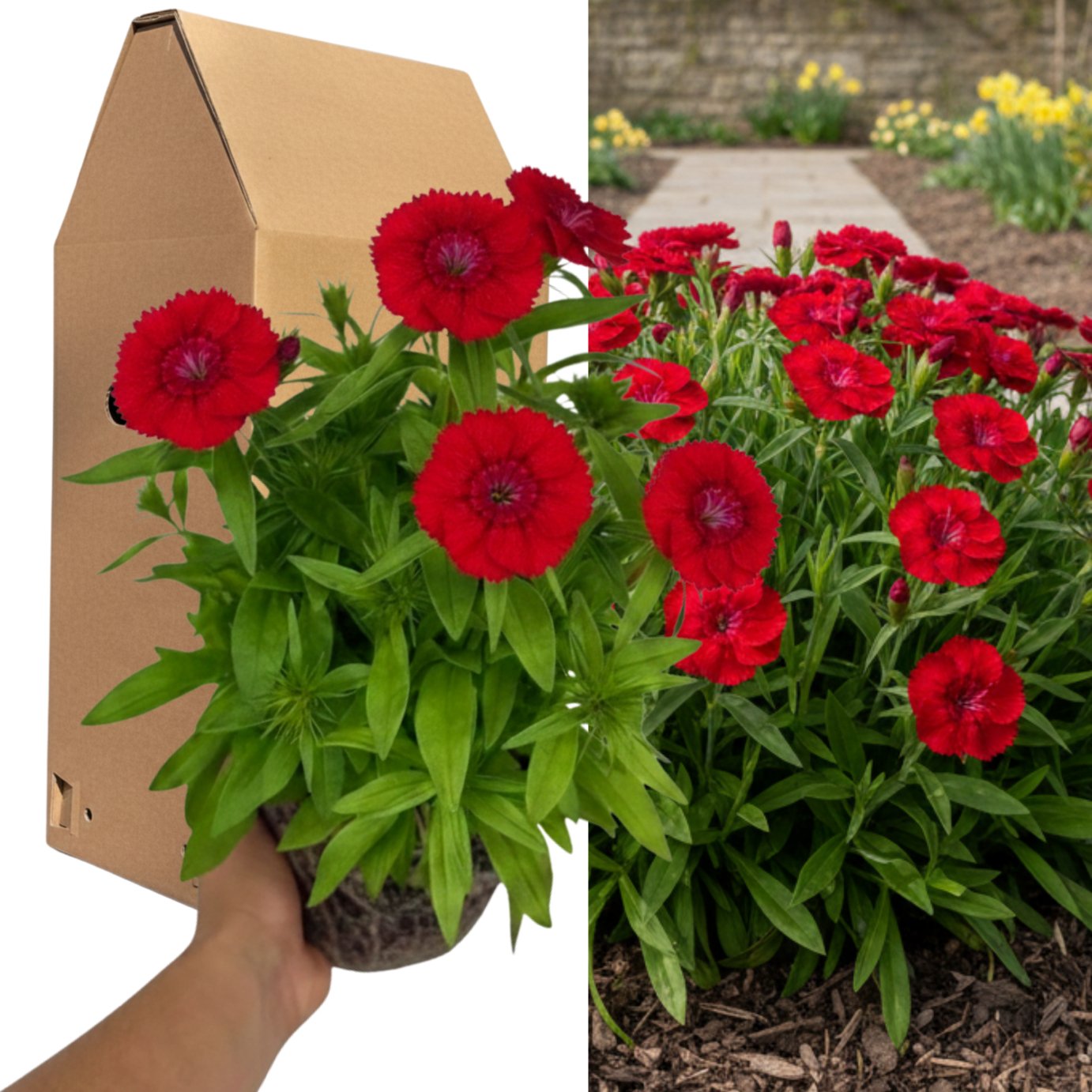 Accelopack Dart 40cm Scarlet Dianthus Plant
