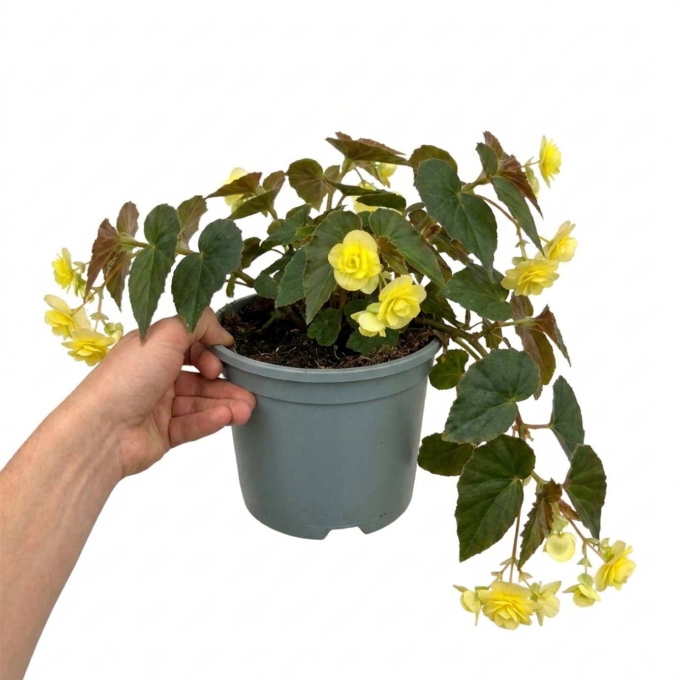Accelopack Fragrant Falls 40cm Yellow Begonia Plant