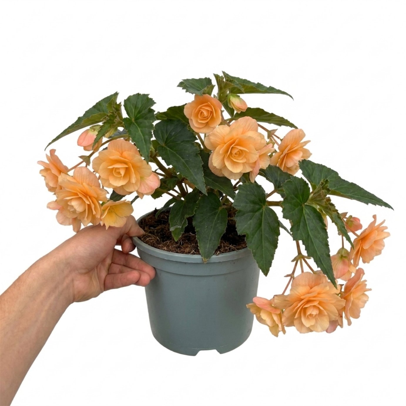 Accelopack Fragrant Falls 40cm Peach Begonia Plant