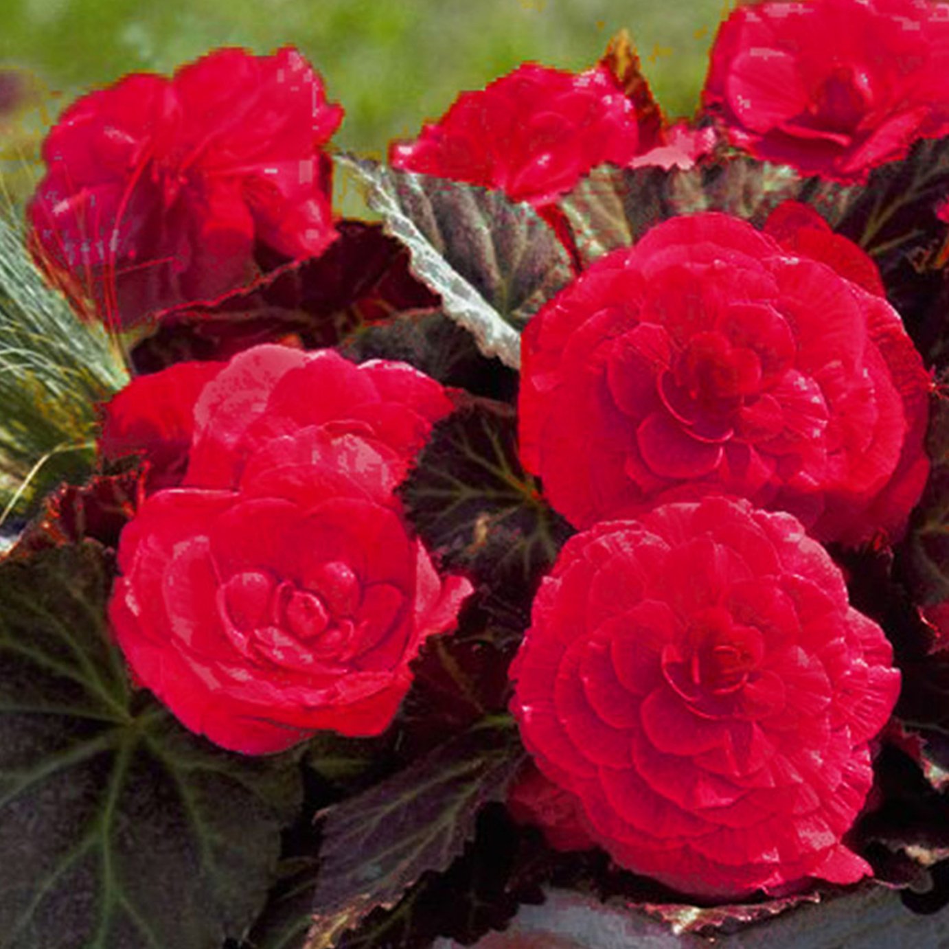 Accelopack Mocca Cherry 40cm Pink Begonia Plant