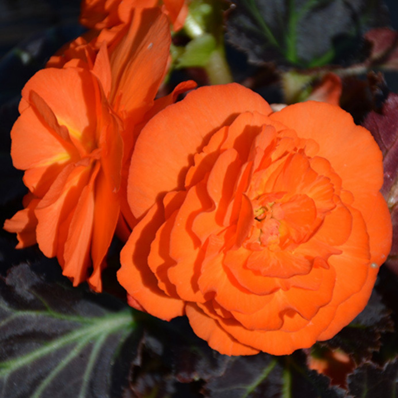 Accelopack Mocca 40cm Orange Begonia Plant