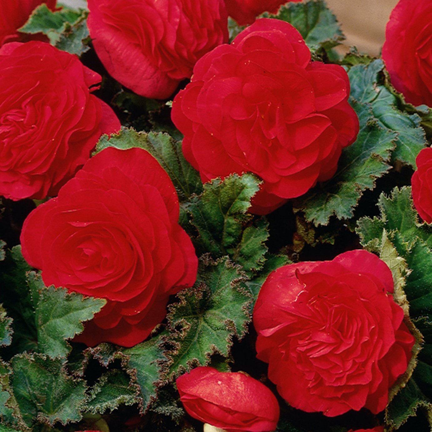 Accelopack Mocca 40cm Red Begonia Plant