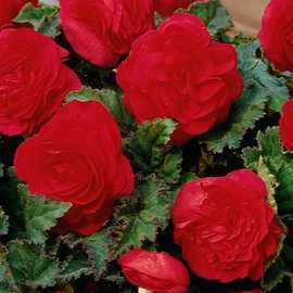 Accelopack Mocca 40cm Red Begonia Plant
