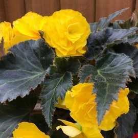 Accelopack Mocca 40cm Yellow Begonia Plant