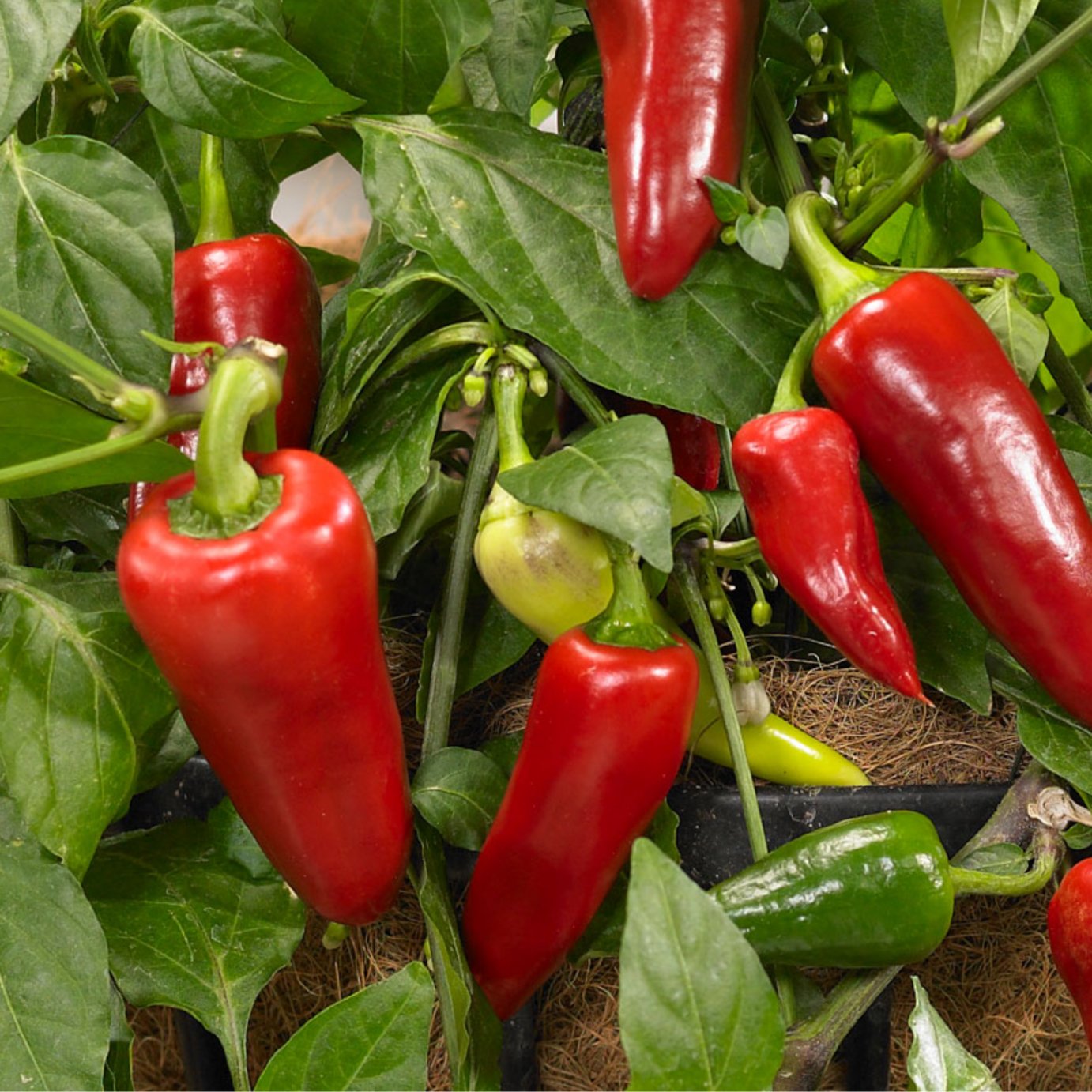Accelopack Spicy Jane 60cm Red Chilli Pepper Plant