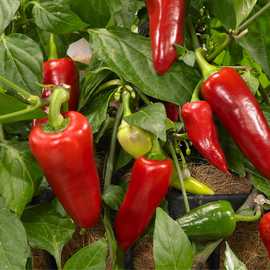 Accelopack Spicy Jane 60cm Red Chilli Pepper Plant