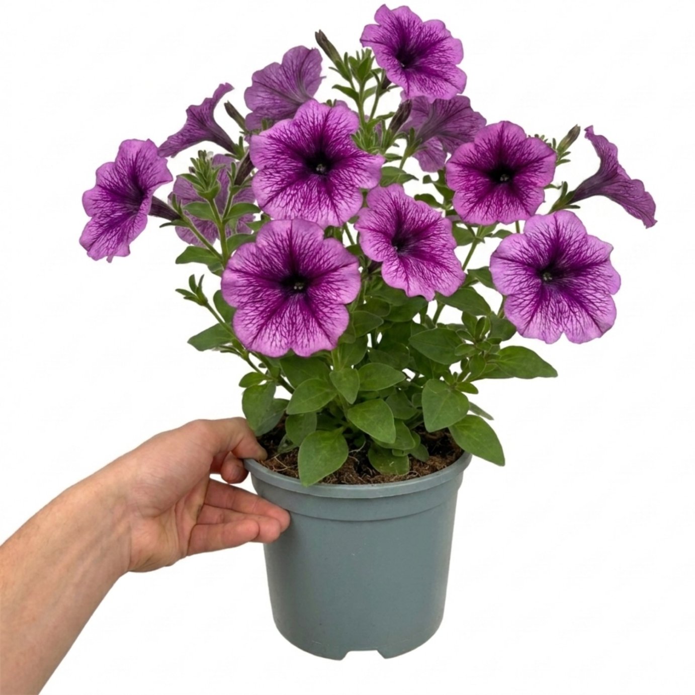 Accelopack Sanguna 40cm Purple Petunia Plant
