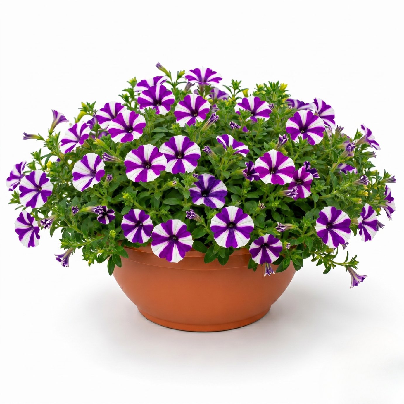 Accelopack Shortcake 30cm Blue Petunia Plant