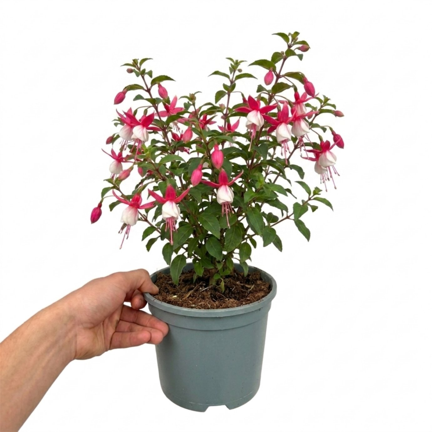Accelopack Fuchsita 40cm Pink Fuchsia Plant