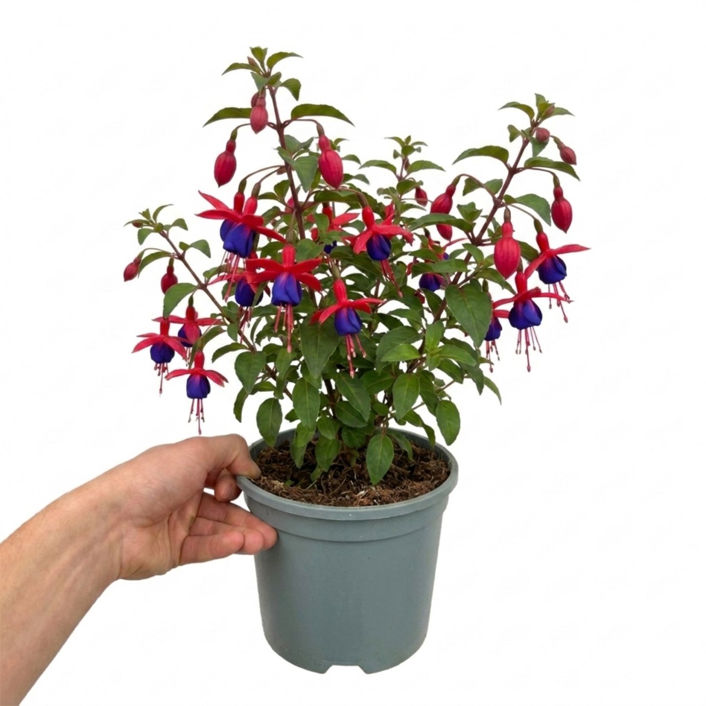 Accelopack Fuchsita 40cm Multicolour Fuchsia Plant