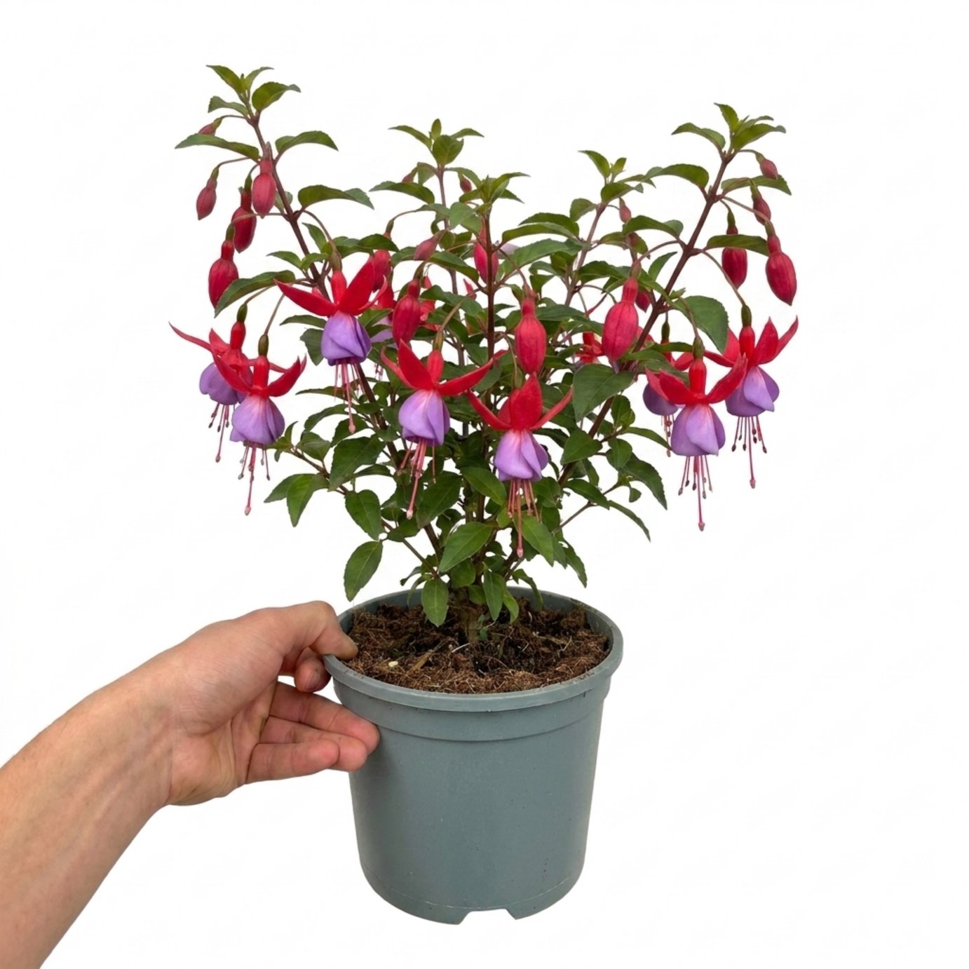 Accelopack Fuchsita 40cm Multicolour Fuchsia Plant