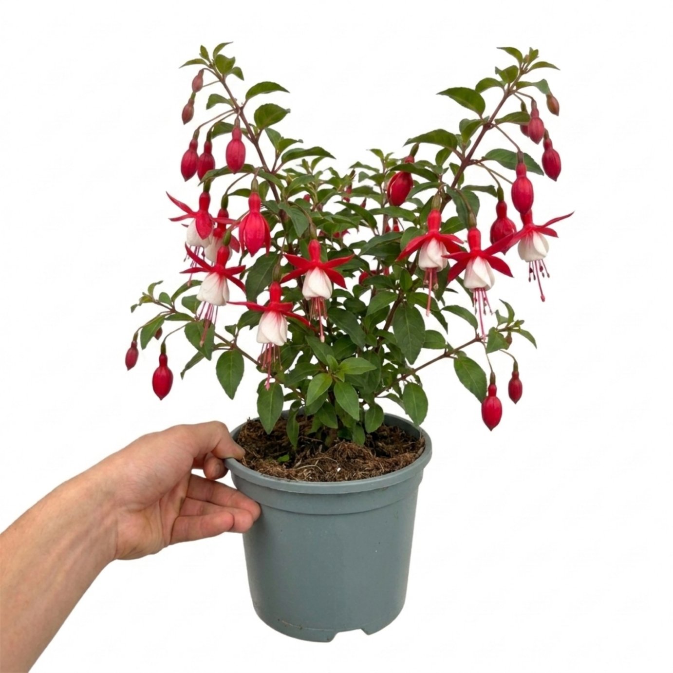 Accelopack Fuchsita 40cm Multicolour Fuchsia Plant