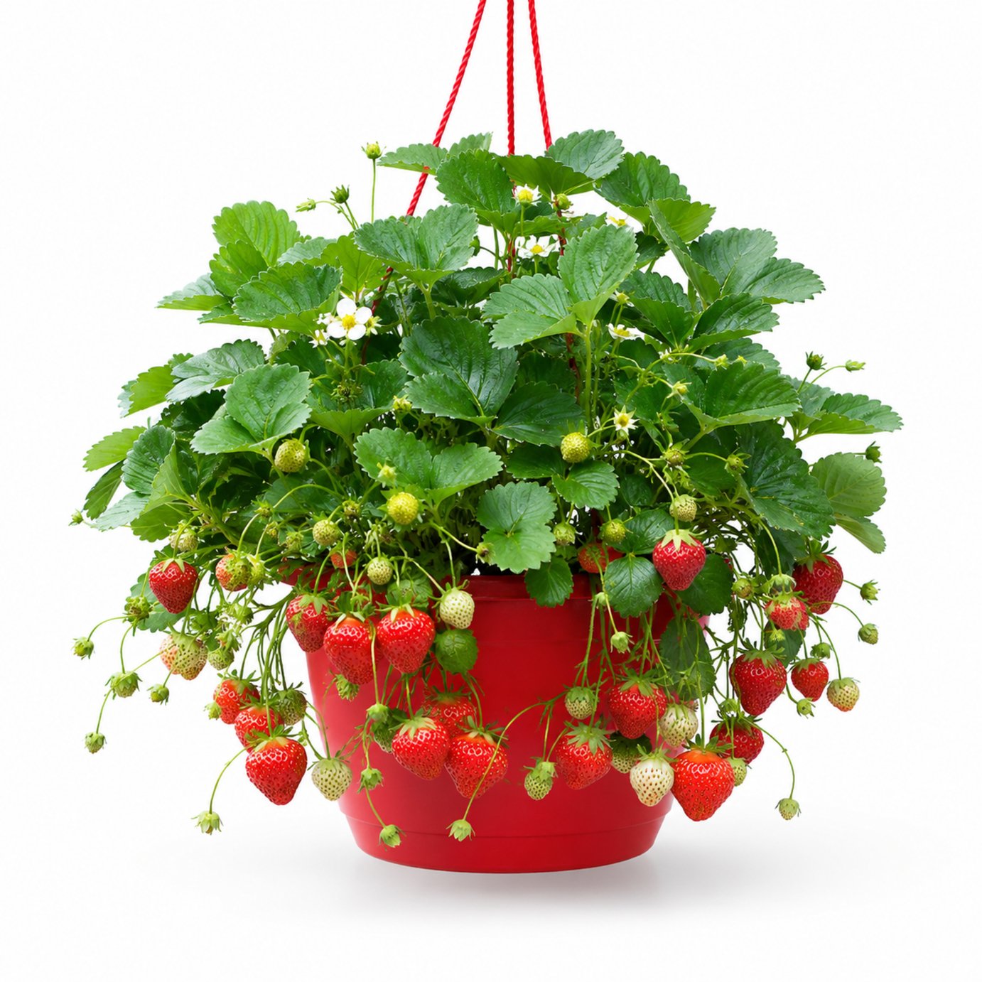 Accelopack 60cm Red Strawberry Plant