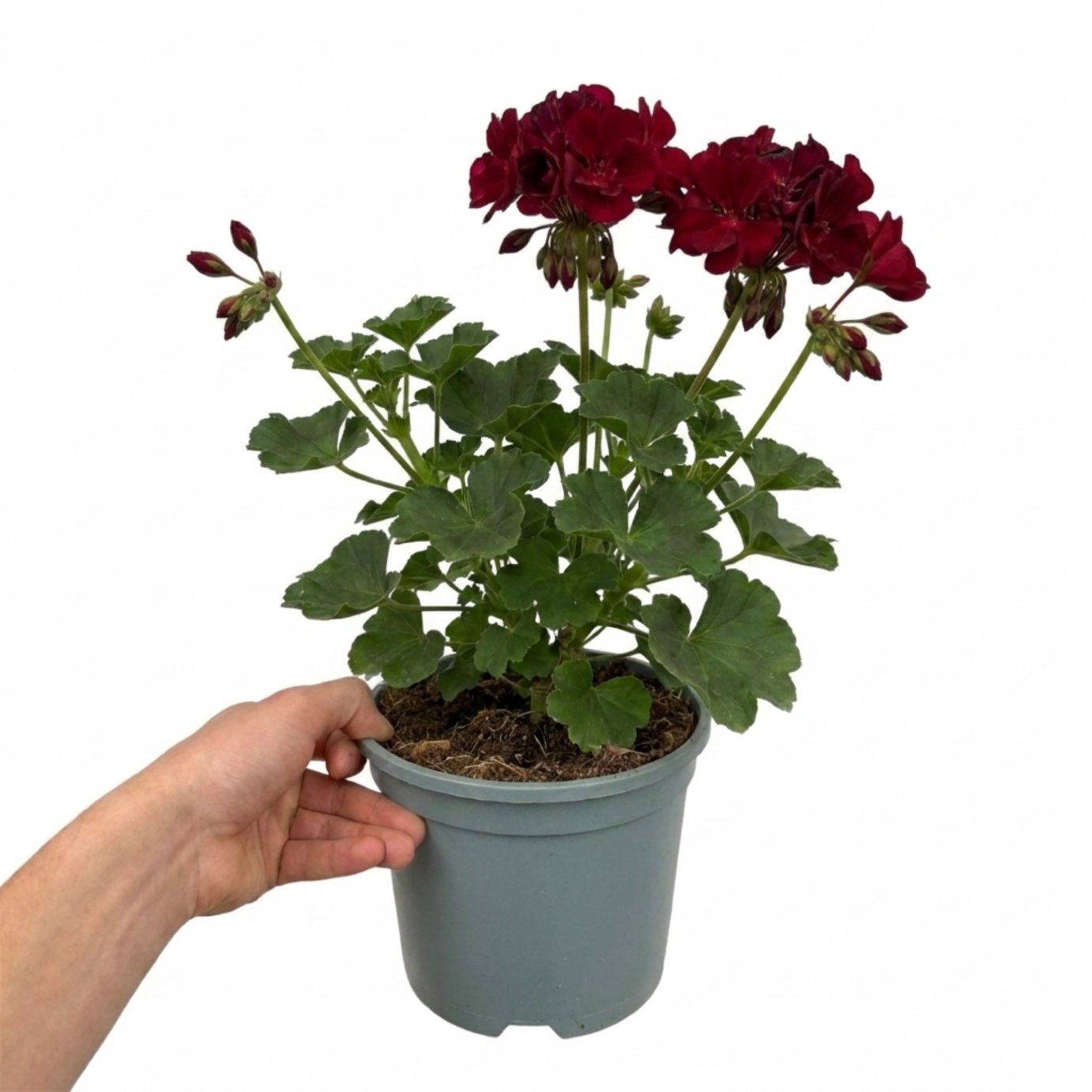 Accelopack Calliope 40cm Dark Red Geranium Plant