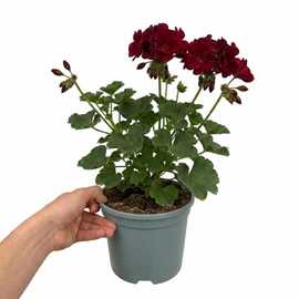 Accelopack Calliope 40cm Dark Red Geranium Plant