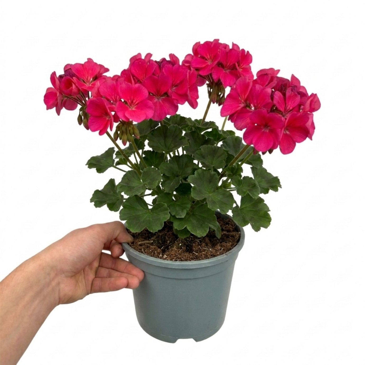Accelopack Calliope 40cm Pink Geranium Plant
