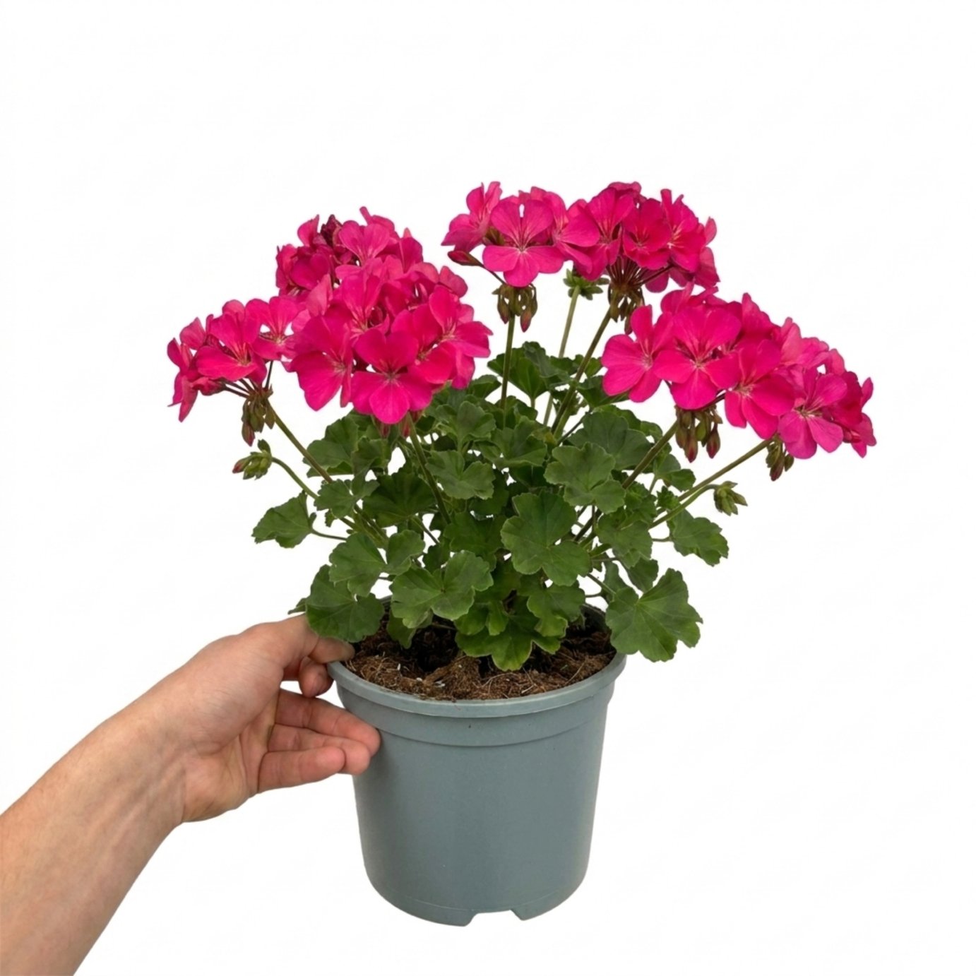 Accelopack Calliope 40cm Pink Geranium Plant